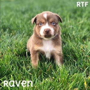 Meet your Posher, Teddy